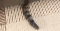 ふと床を見たら、『猫のしっぽ』が…落ちているように見える『驚きの光景』に４万いいね「なんとも可愛らしい」「完全に落ちてるｗ」