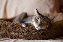 猫を長生きさせる『寝床』の条件5つ　快適な睡眠に欠かせないこととは？