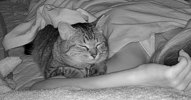 飼い主が寝ているとき『ネコは何してる?』撮影してみた結果…『愛』が伝わる尊い光景に「幸せな気持ちになった」「カワイイが渋滞してる」の声