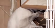 猫が『届かないはずの場所』にある棚→開けられないと思っていたら…衝撃の光景が93万再生「朝から爆笑した」「本当にムキムキだねｗ」