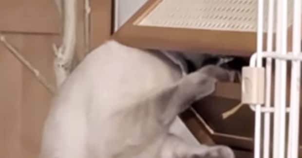 猫が『届かないはずの場所』にある棚→開けられないと思っていたら…衝撃の光景が93万再生「朝から爆笑した」「本当にムキムキだねｗ」
