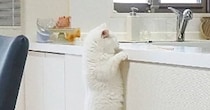 猫がカウンターに飛び乗るところを撮影していたら…『予想外すぎる展開』に爆笑の声「筋トレしているみたいｗ」「めちゃくちゃ決定的瞬間ｗ」