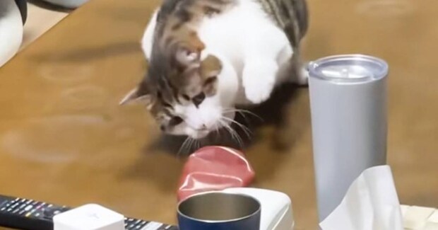 テーブルに置いてあった『ケチャップ』に……ネコが見せた『まさかの行動』が25万再生「マヨラーなのかな」「何に見えてるんだろうｗ」