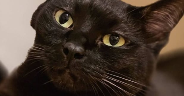 『ほっぺが凹んでいる』黒猫→『理由』が……微笑ましすぎる光景に１万いいね「見事に凹んでるｗ」「どんだけｗ」と笑顔になる人続出