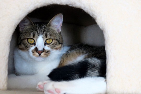 猫が『怖がっている』ときにみせる5つのサイン　怯えた心への寄り添い方も解説