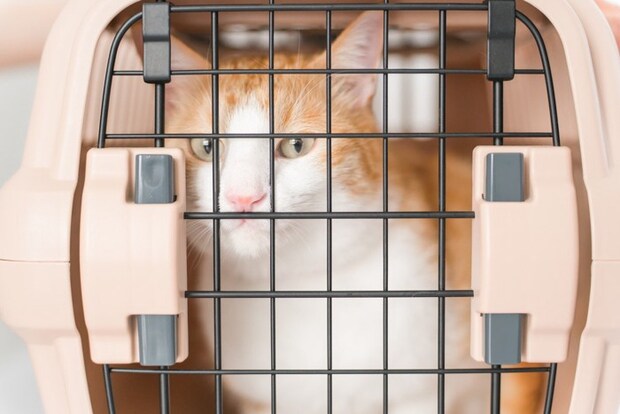 キャリーケースに入る猫