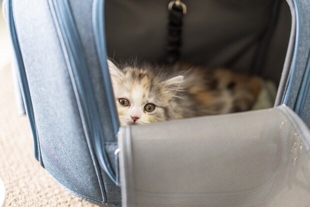 キャリーを持つ飼い主