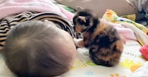 お昼寝している『赤ちゃん』のもとに『三毛猫の赤ちゃん』がやって来ると…尊すぎる瞬間が265万再生「超癒された」「赤ちゃんだらけだね」