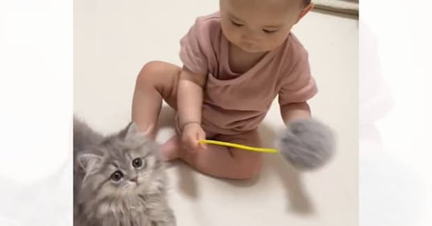 赤ちゃんが『赤ちゃん猫』の前で猫じゃらしを使った結果…思わず癒される『尊い光景』に反響「癒しをありがとう」「かわいいが渋滞してる」