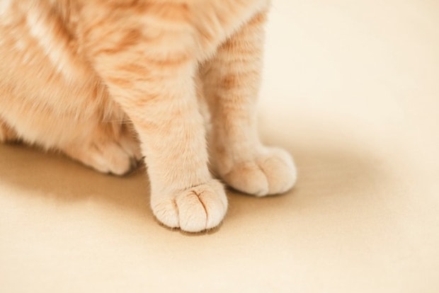 猫の前足