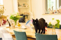 猫が『物に当たらずに歩ける』のはどうして？器用な足さばきができる3つの秘密