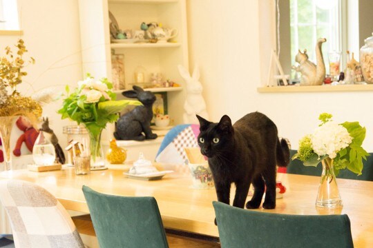 猫が『物に当たらずに歩ける』のはどうして？器用な足さばきができる3つの秘密