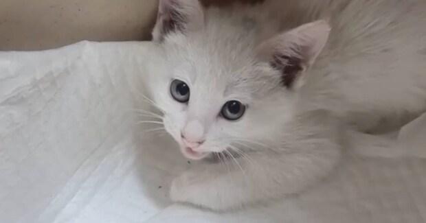 シャーシャーと『威嚇していた保護子猫』が、３分後…まさかすぎる『驚きの変化』が15万再生「すごいゴッドハンド」「可愛すぎる」と話題