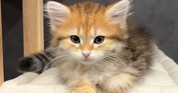 『おしゃべりが大好きな猫』→飼い主さんが話しかけると…微笑ましすぎる『やり取りの様子』に「可愛くてたまらん」「返事しとるｗ」と反響