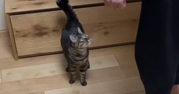 抱っこ嫌いだと思っていたネコ→『大好きな彼』に抱っこされると…まさかの爆笑の展開が49万再生「見てくんのしんどいｗｗ」「目がｗｗ」