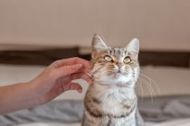 猫が『絶対に触れられたくない』体の部位4選　嫌がる理由や信頼を失わないための注意点
