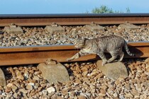 新米「鉄道猫」たちは、きょうも楽しく修行中　英国ヨークシャー