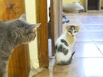 元野良の親子ネコが『家の中で暮らし始めた』結果→先住ネコたちが…心あたたまる『素敵な展開』に「みんなと仲良くできそう」「安心した」と反響