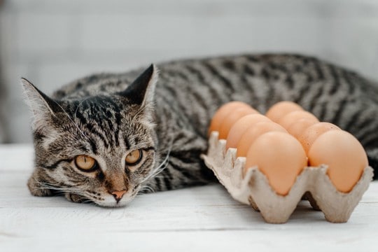 猫に『卵』を与えるときに注意すべきこと4つ　もたらすメリットや正しい方法もご紹介