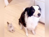 犬がいる家にきた保護子猫→『よく一緒にいるな』と思ったら…愛おしくてたまらない『まるで犬のような行動』が58万再生「子猫というより子犬」