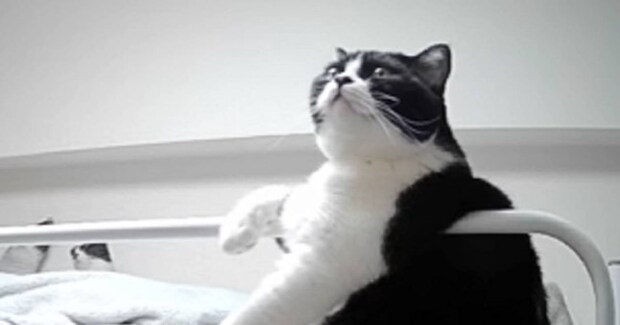 眠るときは『主の右手が必要な猫』→偽物を渡してみた結果…思った以上に『文句が止まらない光景』が118万再生「違うってｗ」「吹いたｗｗ」