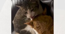 優しく毛づくろいしあっていた2匹の猫が、突然…思いもよらない展開に「いい感じだったのにｗ」「あるあるにゃｗ」と笑顔になる人が続出