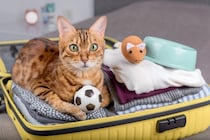 猫と一緒に旅行に行くのは難しい？検討すべき4つのこと 宿泊先や移動中の注意点まで