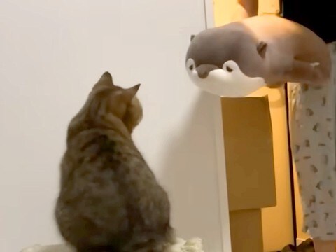 洗われたはずの猫のおもちゃが『巨大化するドッキリ』をした結果→戸惑いの表情を浮かべていたけれど…『素敵な展開』に反響「仲間増えたね」