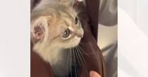お姉ちゃんが学校に行こうとすると、バッグの中に…猫が見せた『尊い行動』に癒される人が続出「連れて行ってあげたくなるね」「かわいいｗ」