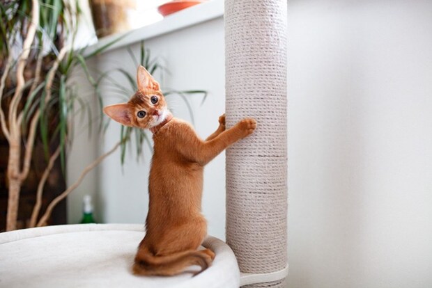 麻紐のキャットタワーで爪研ぎする猫