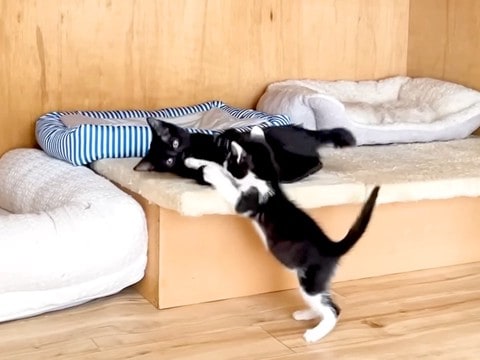 保護された２匹の白黒子猫→遊んでいる様子を見守った結果…尊すぎる『本当の姉妹のような光景』に反響「平和空間」「休日の子どもたちみたい」