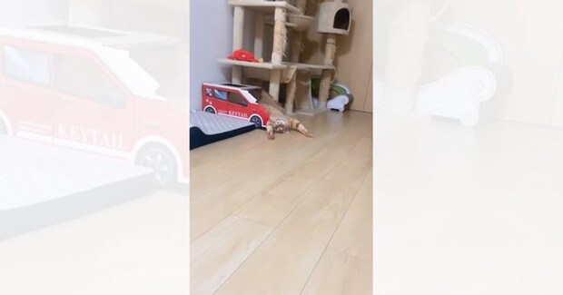 車型のボックスに入っていた猫→『とんでもない格好』で……まるで事故現場のような光景に「だ、誰か救急車ｗ」「可愛すぎるｗ」の声