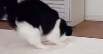 颯爽と登場したネコ→お尻を振ってダンスし始めたかと思ったら…予想外の『ハプニング』に爆笑の声「びっくりしすぎて面白い」「何回も見ちゃうｗ」