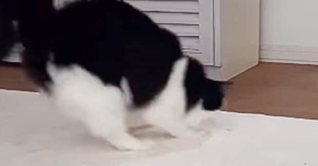 颯爽と登場したネコ→お尻を振ってダンスし始めたかと思ったら…予想外の『ハプニング』に爆笑の声「びっくりしすぎて面白い」「何回も見ちゃうw」