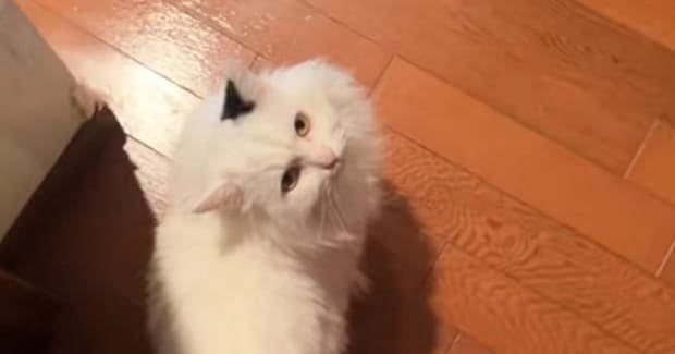 ネコを『遊び』に誘ったら…驚きとショックが隠せない『まさかの断り方』が13万再生「おもしろすぎるｗ」「わかりやすい」と爆笑の声