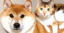 ソファで寄り添う『柴犬と三毛猫』を撮影すると…思わず笑みがこぼれる『尊すぎる瞬間』に11万いいね「わぁ～なんて素敵」「額に入れたいね」