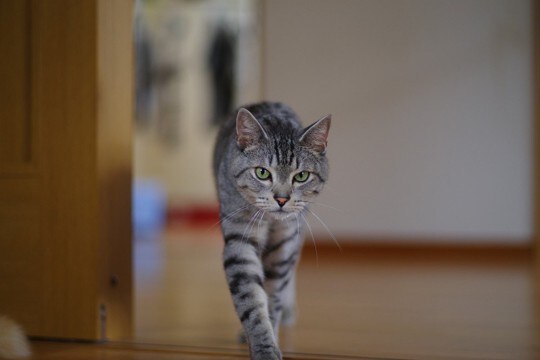 猫に『おいで』を覚えてもらう3つの方法　生活に役立つメリットまでご紹介