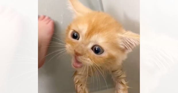 子猫を『初めてのお風呂』に入れた結果…終わった後に見せた『可愛すぎる行動』が497万再生「わかりやすく拗ねてるｗ」「最高に癒された」