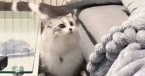 飼い主が帰宅すると、家の匂いを『くんくん』し始めた猫→『笑撃の展開』に「失礼だーっ」「ジワジワ近づいて来るのウケる」と4万再生