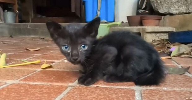 ゴミ屋敷で見つかった『ボロボロの3匹の子猫』が保護された結果…現在の様子が泣けると感動の声続出「本当にありがとう」「すごい変化」