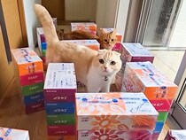 ティッシュの箱で廊下に『迷路』を作った結果→猫と犬が見せた『100点満点のリアクション』が話題「声出して笑った」「助けに行くの優しい」