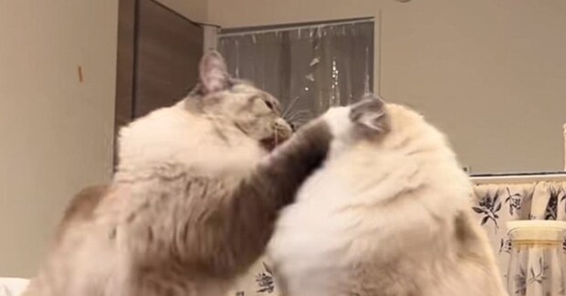 兄猫が弟猫のことを一発叩いたら…想像をはるかに超えてきた『まさかの反撃』が42万再生「本当に10倍返しｗ」「相当我慢してたのかなｗ」