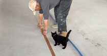 職人さんがテープを貼っていると、子猫が…作業をしているそばで見せた『まさかの行動』が74万再生「厳しいチェックｗ」「可愛いお手伝いさん」