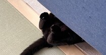 ソファの下を見たら、『黒猫』が…思わず癒される『微笑ましい光景』が17万表示「作業中だね」「しっぽとあんよだけなのに可愛い」と話題