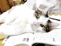 テスト勉強中のお兄ちゃん→ネコが教科書の上に乗って…絶対に無視できない『応援の様子』が話題「強い意志を感じる」「状況が悪化していくの草」