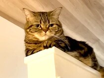 階段を上る２匹の猫→１匹が甘え始めて…思わずハラハラしてしまう『まさかの場所』に「ドキドキしたーｗ」「連続フェイントは流石に笑った」