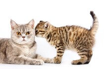 『猫のキモチ』を読み取るためのポイント3つ　見た目の変化や仕草からわかる愛猫の心理とは？