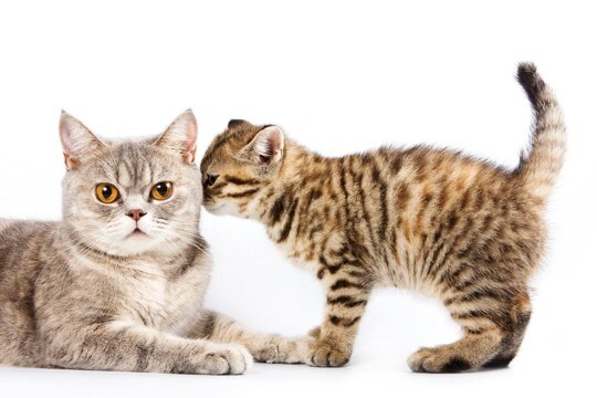 『猫のキモチ』を読み取るためのポイント3つ　見た目の変化や仕草からわかる愛猫の心理とは？