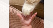 手を伸ばした赤ちゃん→そっと猫の『おてて』を…思わず感動の『奇跡的な瞬間』に１万いいね「よろちくでちゅ〜」「優しい世界だなぁ」