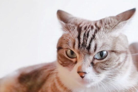 愛猫に『恨まれてしまう』飼い主のNG行動3選 不快感を与える原因や信頼を失うリスクまで